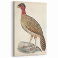 Vintage Animal Art - Black Headed Pheasant Illustration Print