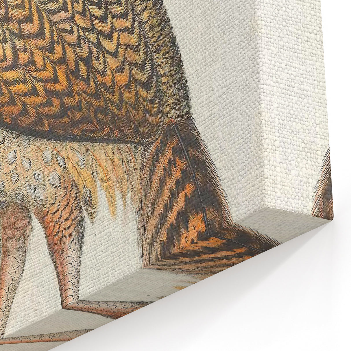 Vintage Animal Art - Black Headed Pheasant Illustration Print