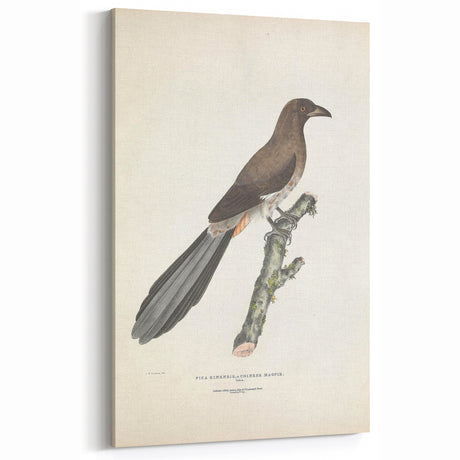 Vintage Animal Art: Chinese Magpie Illustration Print for Home Decor