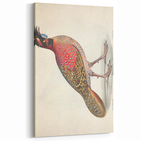 Vintage Animal Art - Colorful Pheasant Illustration Print