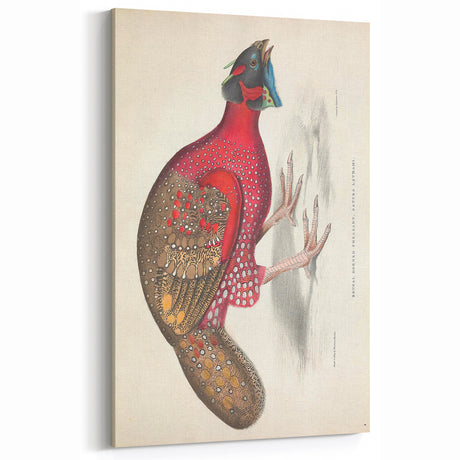 Vintage Animal Art - Bengal Horned Pheasant Illustration Print