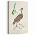 Vintage Animal Art - Javanese Peafowl & Concentric Pheasant Illustration Print