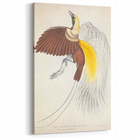 Vintage Animal Art: Small Paradise Bird Illustration for Wall Decor