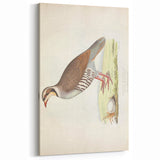 Vintage Animal Art - Quail Illustration Print