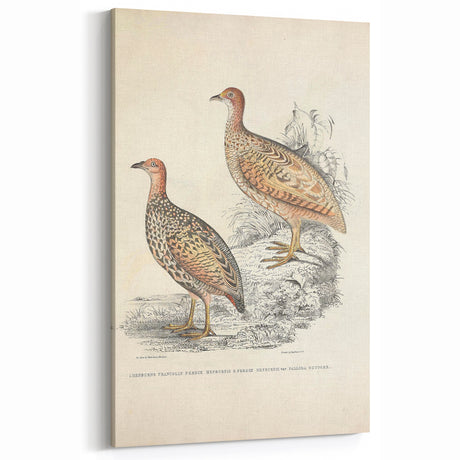 Vintage Animal Art - Francolin Pheasant Illustration Print