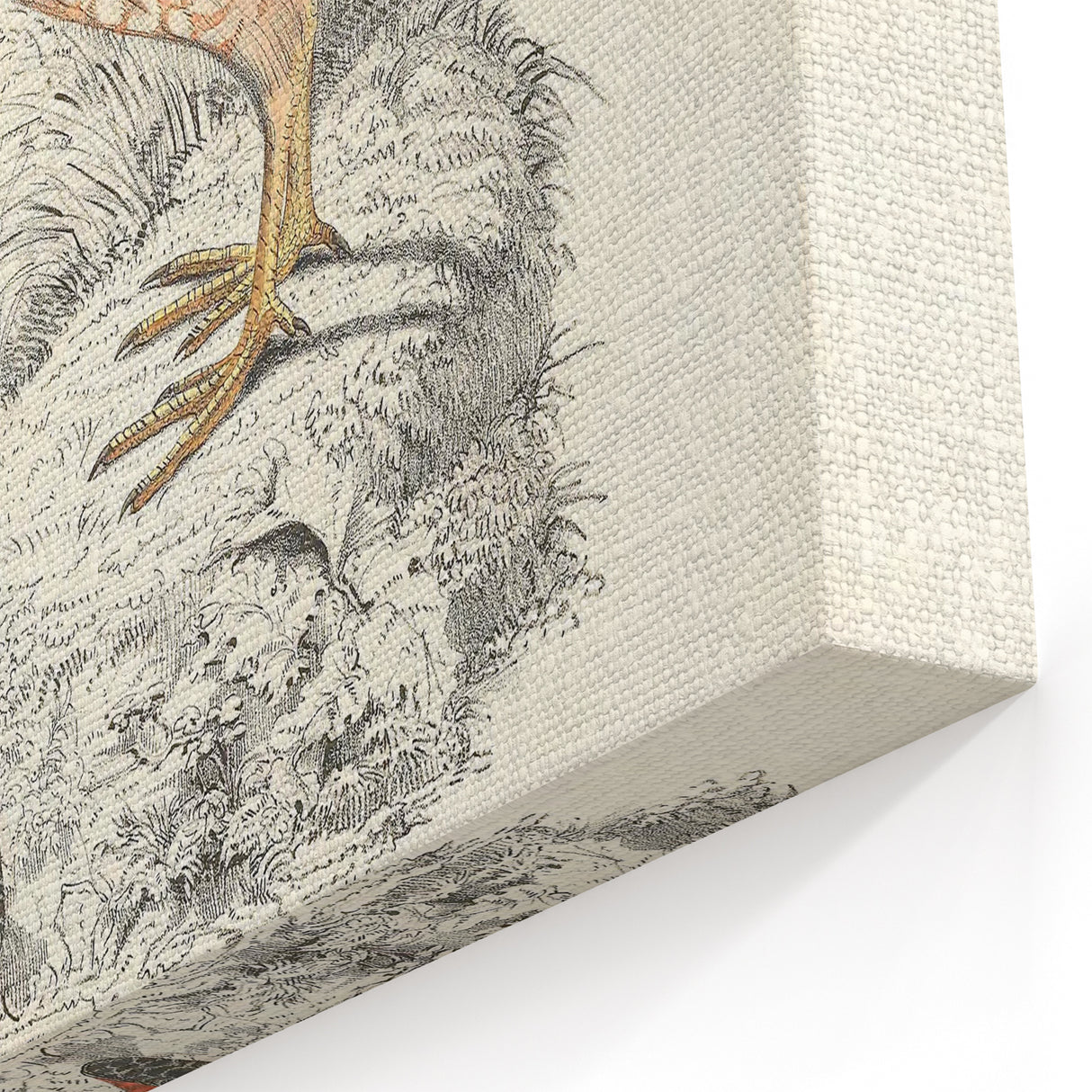 Vintage Animal Art - Francolin Pheasant Illustration Print