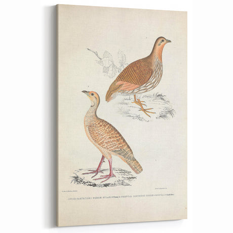 Vintage Animal Art - Oriental Partridge Illustration Print