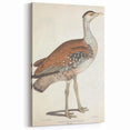 Vintage Animal Art - Edwards Bustard Illustration Print