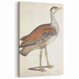 Vintage Animal Art - Edwards Bustard Illustration Print