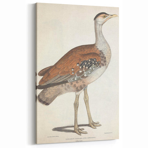 Vintage Animal Art - Edwards Bustard Illustration Print