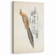 Vintage Animal Art: Centropus Cuckoo Bird Illustration Print