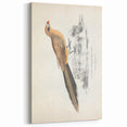 Vintage Animal Art: Centropus Cuckoo Bird Illustration Print