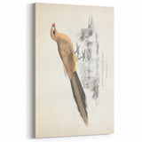 Vintage Animal Art: Centropus Cuckoo Bird Illustration Print