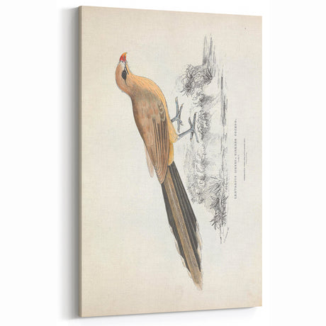 Vintage Animal Art: Centropus Cuckoo Bird Illustration Print