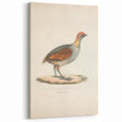 Vintage Animal Art - Olive Partridge Illustration Print