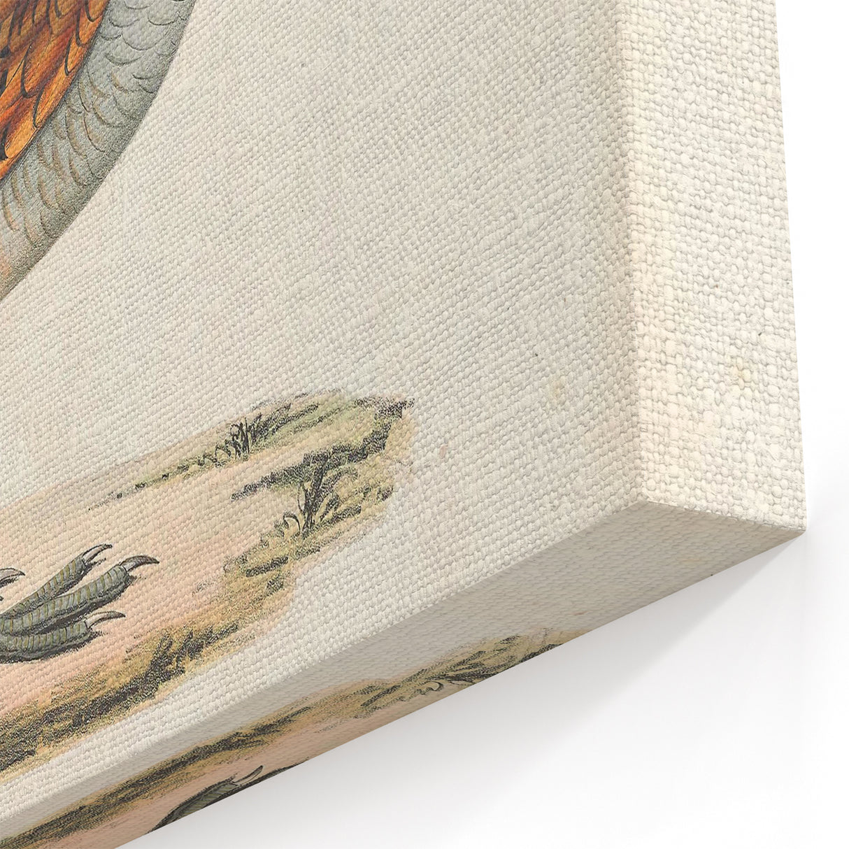 Vintage Animal Art - Olive Partridge Illustration Print
