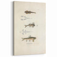 Vintage Animal Art - Fish Species Illustration Print