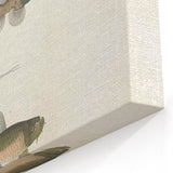 Vintage Animal Art - Fish Species Illustration Print