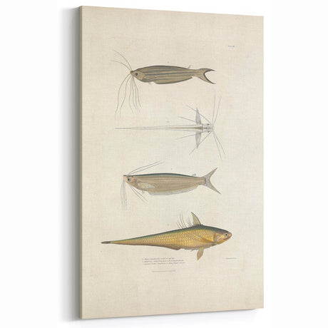 Vintage Animal Art: Fish Illustration Print for Ocean-Inspired Decor