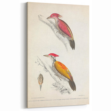 Vintage Animal Art: Crimson & Indian-Streaked Woodpecker Print