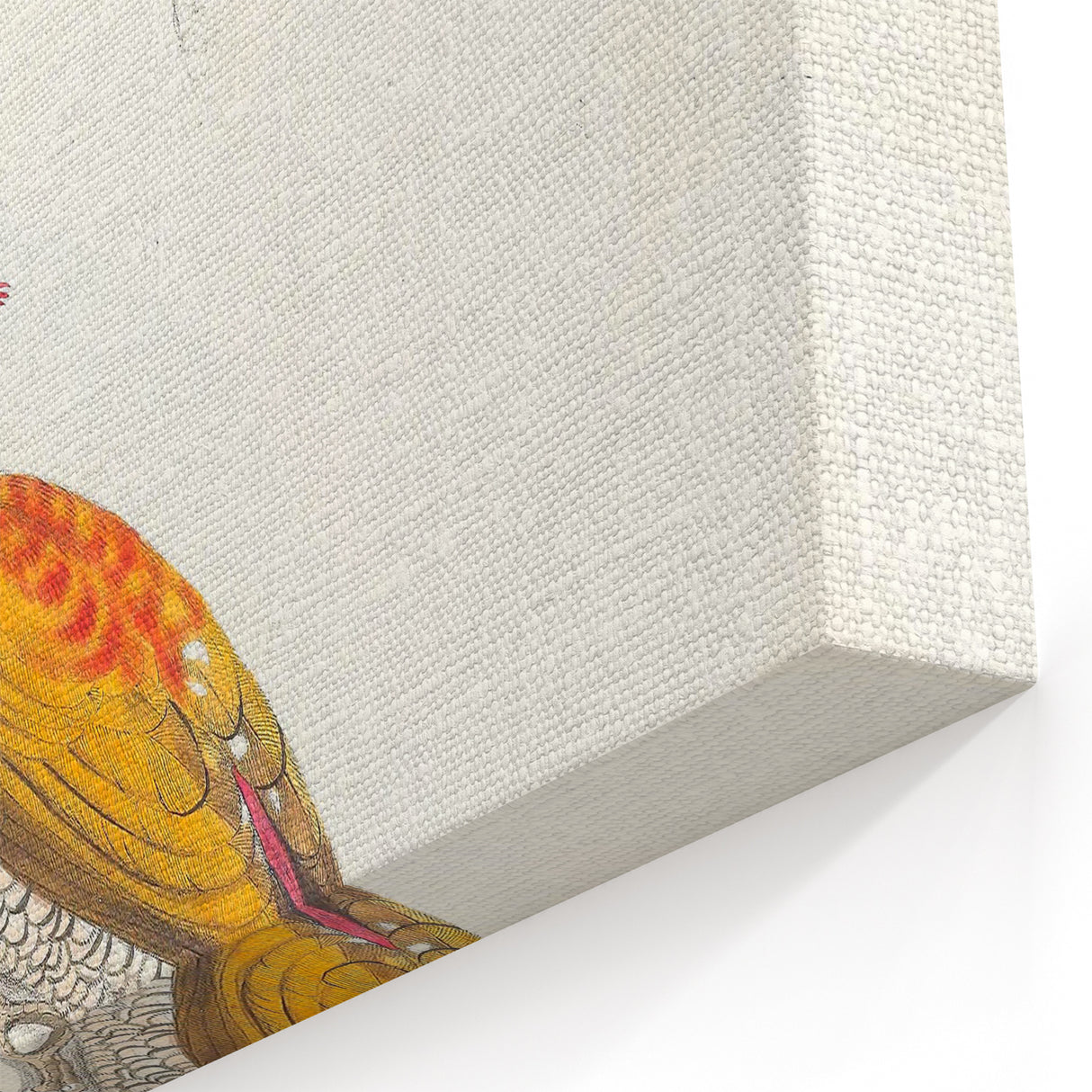 Vintage Animal Art: Crimson & Indian-Streaked Woodpecker Print