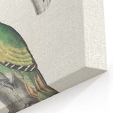 Vintage Animal Art: Nepal & Moustache Woodpecker Illustration Print