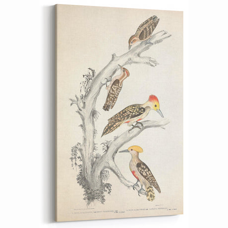 Vintage Animal Art - Retro Woodpecker Illustration Art Prints for Home