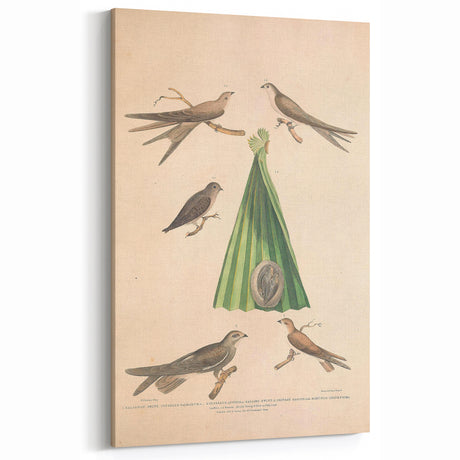 Vintage Animal Art - Swift Bird Illustration Art Prints for Home Decor