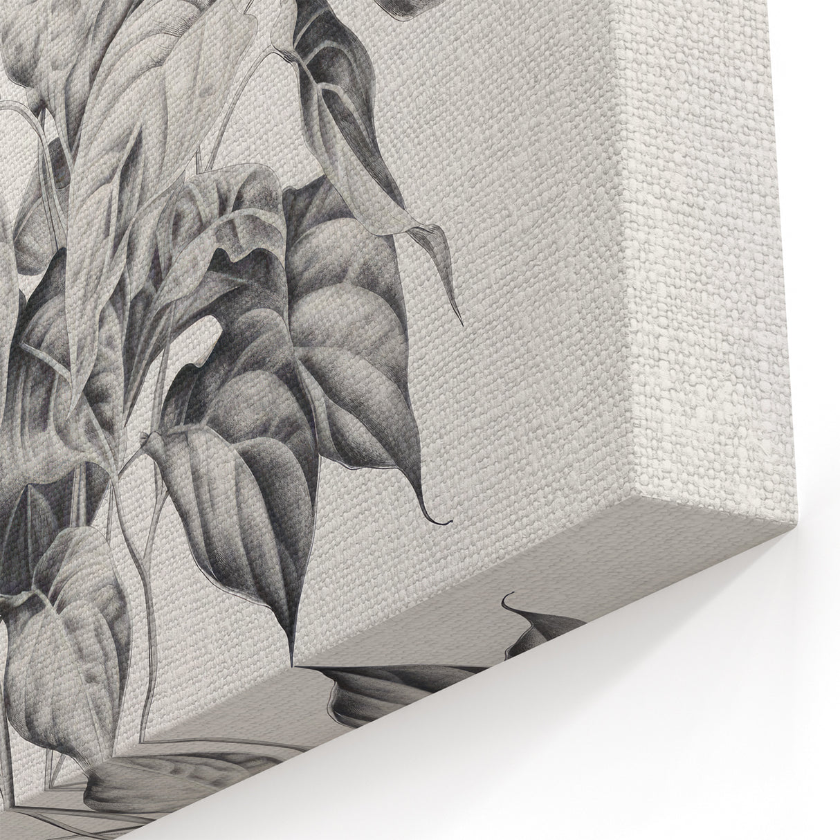Vintage Botanical Art Prints - Black and White Plant Illustration