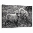 Fine Art Photography Canvas Prints – Rustic Ram Portrait