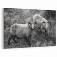 Fine Art Photography Canvas Prints – Rustic Ram Portrait