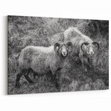 Fine Art Photography Canvas Prints – Rustic Ram Portrait