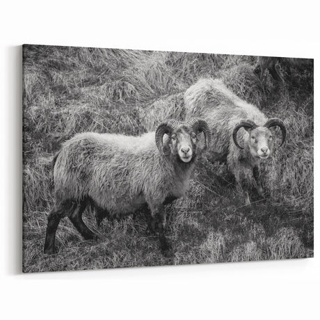 Fine Art Photography Canvas Prints – Rustic Ram Portrait