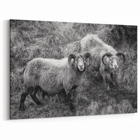 Fine Art Photography Canvas Prints – Rustic Ram Portrait