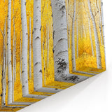 Golden Birch Forest – Autumn Landscape & Nature Art Prints