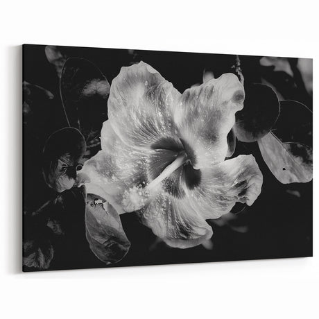 Hibiscus in Monochrome - Fine Art Photography Canvas Prints