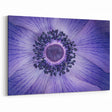 Violet Anemone Macro - Fine Art Photography Framed Prints