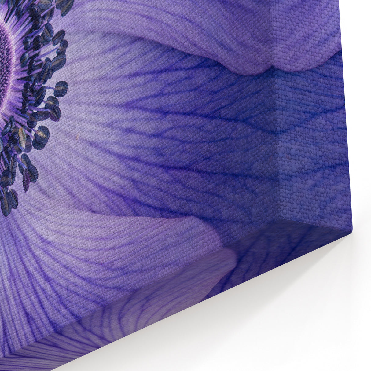 Violet Anemone Macro - Fine Art Photography Framed Prints