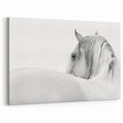 Elegant White Horse - Fine Art Photography Framed Prints