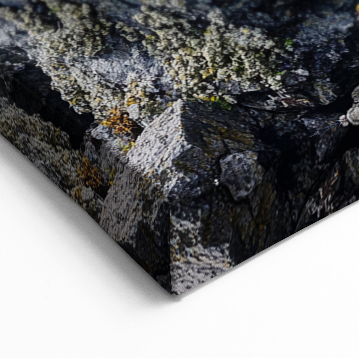 Resilient Bonsai Tree – Forest Art Prints & Nature Wall Art