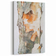 Textured Tree Bark – Abstract Nature Wall Art & Botanical Prints