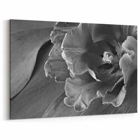 Monochrome Tulip Bloom - Fine Art Photography Framed Prints