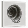 Minimalist Shell Close-Up – Black & White Fine Art Photography Print