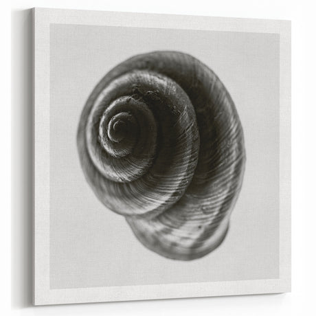 Minimalist Shell Close-Up – Black & White Fine Art Photography Print