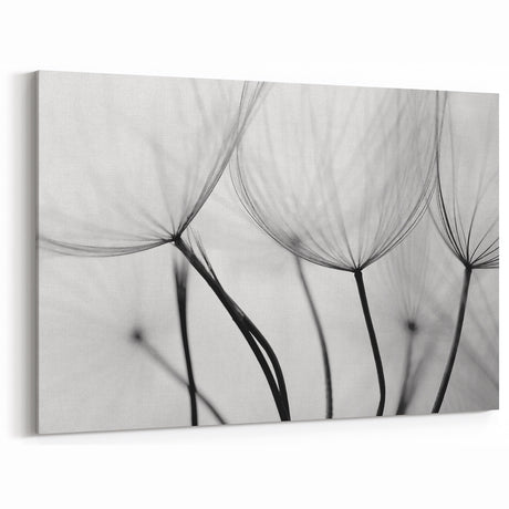 Ethereal Dandelion Seeds – Black & White Fine Art Photography
