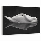 Resting Swan Reflection - Fine Art Photography Acrylic Prints