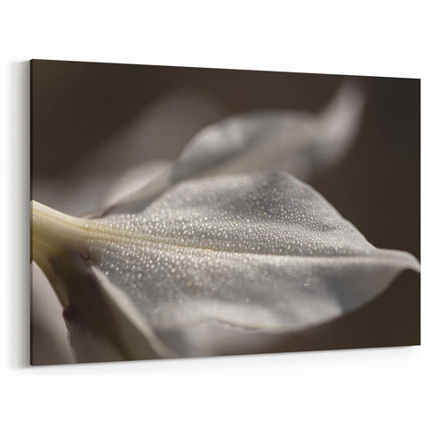 Dew-Kissed Leaf - Fine Art Photography Limited Edition Prints