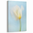 Dreamy Tulip in Soft Focus - Fine Art Photography Canvas Prints