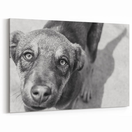 Urban Architectural Wall Art – Black and White Dog Photography