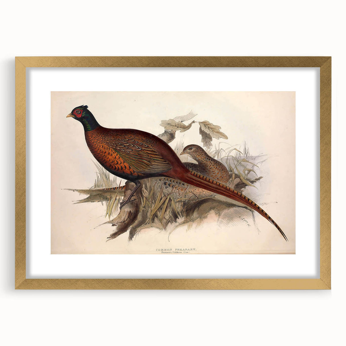 Elegant gold frame showcasing a matted artwork, viewed from the front, perfect for home decor or gallery display, enhancing any interior with sophistication.